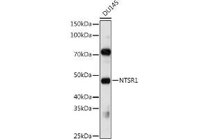Western blot analysis of extracts of DU145 cells, using NTSR1 antibody (ABIN3017269, ABIN3017270, ABIN3017271 and ABIN6220018) at 1:1000 dilution. (NTSR1 anticorps)