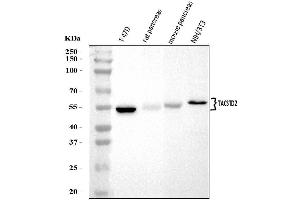 Western blot analysis of TROP2/TACSTD2 using anti-TROP2/TACSTD2 antibody (ABIN7603102). (TACSTD2 anticorps  (Middle Region))