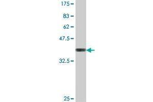 anti-Pleckstrin Homology Domain Containing, Family B (Evectins) Member 1 (PLEKHB1) (AA 7-106) antibody