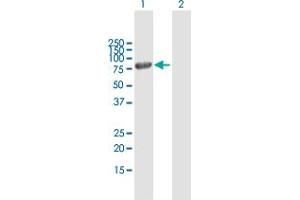 Western Blot analysis of MX1 expression in transfected 293T cell line by MX1 MaxPab polyclonal antibody. (MX1 anticorps  (AA 1-662))