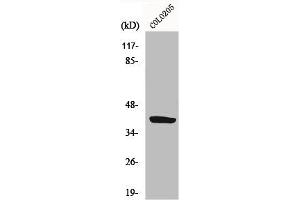Western Blot analysis of HepG2 cells using GPR105 Polyclonal Antibody (P2RY14 anticorps  (Internal Region))