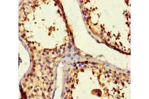 Immunohistochemistry of paraffin-embedded human testis tissue using ABIN7145222 at dilution of 1:100