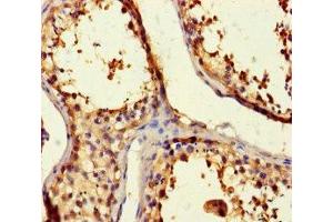 Immunohistochemistry of paraffin-embedded human testis tissue using ABIN7145222 at dilution of 1:100 (BAG5 anticorps  (AA 1-447))