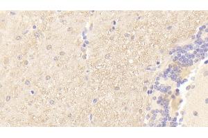 Detection of PMP22 in Mouse Cerebellum Tissue using Polyclonal Antibody to Peripheral Myelin Protein 22 (PMP22) (PMP22 anticorps  (AA 1-64))