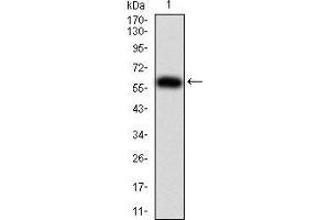 Western blot analysis using KPNA2 mAb against human KPNA2 (AA: 1-530) recombinant protein.