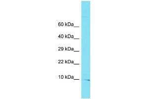 Host: Rabbit Target Name: C10orf32 Sample Type: U937 Whole Cell lysates Antibody Dilution: 1. (C10ORF32 anticorps  (C-Term))