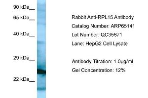 Western Blotting (WB) image for anti-Ribosomal Protein L15 (RPL15) (N-Term) antibody (ABIN2790055) (RPL15 anticorps  (N-Term))