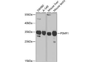 Western blot analysis of extracts of various cell lines, using PSMF1 Antibody (ABIN6131890, ABIN6146361, ABIN6146362 and ABIN6221201) at 1:1000 dilution. (PSMF1 anticorps  (AA 1-271))