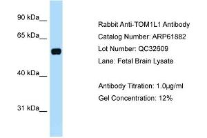 Western Blotting (WB) image for anti-Target of Myb1 (Chicken)-Like 1 (TOM1L1) (C-Term) antibody (ABIN971913) (TOM1L1 anticorps  (C-Term))