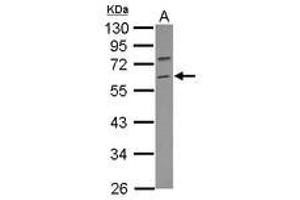 Image no. 1 for anti-Tripartite Motif Containing 69 (TRIM69) (Internal Region) antibody (ABIN1496195) (TRIM69 anticorps  (Internal Region))