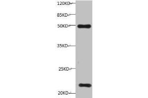 All lanes:Mouse anti-Human Timp1 monoclonal antibody at 1 μg/mL Lane 1: HepG-2 cell lysate Predicted band size : 23 kDa Observed band size : 23 kDa Additional bands at:50KD (TIMP1 anticorps)