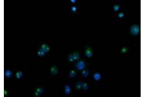 Anti-CDCP1 mouse monoclonal antibody (ABIN2454082) immunofluorescent staining of COS7 cells transiently transfected by pCMV6-ENTRY CDCP1 (RC220633). (CDCP1 anticorps)
