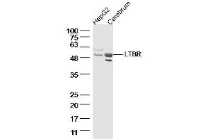 Lane 1: HepG2, Lane 2: Mouse cerebrum lysates probed with LTBR Polyclonal Antibody  at 1:300 overnight at 4˚C. (LTBR anticorps  (AA 351-435))