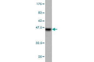 Western Blot detection against Immunogen (37. (Progesterone Receptor anticorps  (AA 1-110))