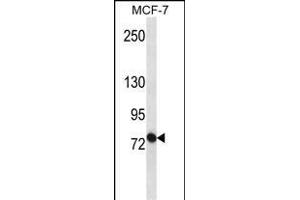 ABCB10 Antibody (S16) (ABIN652180 and ABIN2840585) western blot analysis in MCF-7 cell line lysates (35 μg/lane). (ABCB10 anticorps  (N-Term))