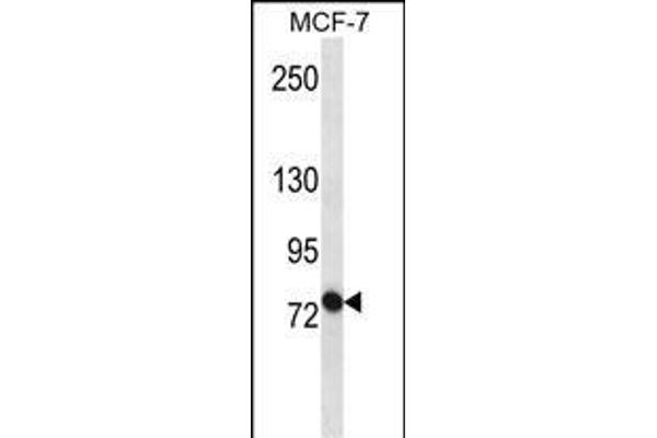 ABCB10 anticorps  (N-Term)