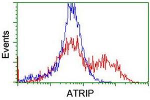 Image no. 8 for anti-ATR Interacting Protein (ATRIP) (AA 42-309) antibody (ABIN1491507)