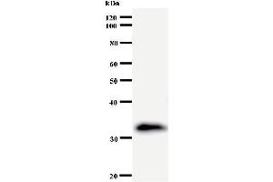 Western Blotting (WB) image for anti-Eukaryotic Translation Initiation Factor 3 Subunit K (EIF3K) antibody (ABIN932454) (EIF3K anticorps)