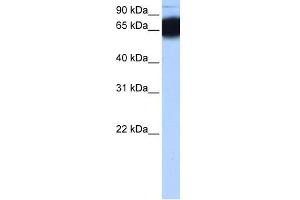 WB Suggested Anti-ZNF90 Antibody Titration: 0. (ZNF90 anticorps  (N-Term))