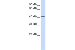 WB Suggested Anti-SIL1 Antibody Titration:  0. (SIL1 anticorps  (C-Term))
