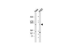 All lanes : Anti-FR Antibody (p) at 1:2000 dilution Lane 1: Hela whole cell lysate Lane 2: K562 whole cell lysate Lysates/proteins at 20 μg per lane. (MTOR anticorps  (AA 2459-2488))