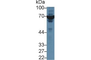 Detection of XRCC6 in Human A549 cell lysate using Polyclonal Antibody to X-Ray Repair Cross Complementing 6 (XRCC6) (XRCC6 anticorps  (AA 397-603))