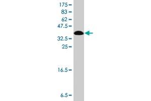 Western Blot detection against Immunogen (37 KDa) .