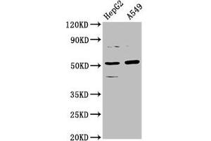 Western Blot Positive WB detected in: HepG2 whole cell lysate, A549 whole cell lysate All lanes: CPOX antibody at 5. (CPOX anticorps  (AA 19-149))