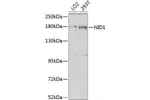 Western blot analysis of extracts of various cell lines using NID1 Polyclonal Antibody at dilution of 1:1000. (Nidogen 1 anticorps)