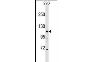 B2 Antibody (N-term) (ABIN1539085 and ABIN2848551) western blot analysis in 293 cell line lysates (35 μg/lane). (AP3B2 anticorps  (N-Term))
