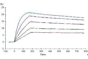 Interleukin 2 (IL2) (AA 21-153) protein
