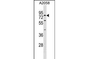 SYT16 Antibody (Center) (ABIN1881863 and ABIN2838698) western blot analysis in  cell line lysates (35 μg/lane). (SYT16 anticorps  (AA 297-325))