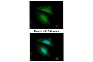 ICC/IF Image Immunofluorescence analysis of paraformaldehyde-fixed HeLa, using BZW2, antibody at 1:200 dilution.