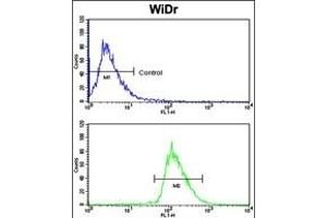 Flow cytometric analysis of WiDr cells using BR1A Antibody (N-term) (bottom histogram) coared to a negative control cell (top histogram). (BMPR1A anticorps  (N-Term))