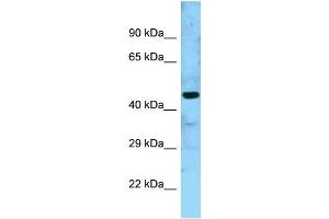 WB Suggested Anti-GTPBP5 Antibody Titration: 1. (GTPBP5 anticorps  (N-Term))