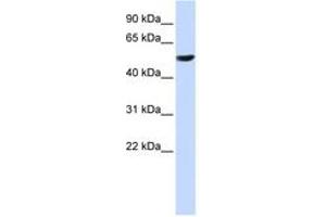 Image no. 1 for anti-Cytochrome B-561 (CYB561) (C-Term) antibody (ABIN6743080) (CYB561 anticorps  (C-Term))