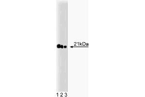 Western blot analysis of Ras on A431 lysate. (RAS anticorps  (AA 1-190))
