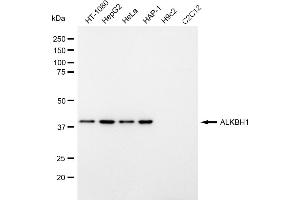Western blotting analysis using ALKBH1 antibody (ABIN7797578).