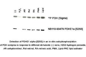 Image no. 1 for anti-Pyruvate Dehydrogenase E1 (PDHE1) (pSer293) antibody (ABIN1738654)
