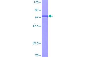 Image no. 1 for Neutrophil Cytosolic Factor 4, 40kDa (NCF4) (AA 1-339) protein (GST tag) (ABIN1312099)