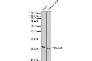 Western blot analysis of extracts of various cell lines, using HOXB6 antibody (ABIN7267770) at 1:1000 dilution.