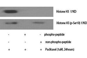Western Blot (WB) analysis of specific cells using Phospho-Histone H3 (S10) Polyclonal Antibody.