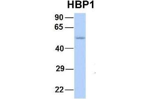 Host:  Rabbit  Target Name:  HBP1  Sample Type:  Human Fetal Lung  Antibody Dilution:  1. (HBP1 anticorps  (Middle Region))