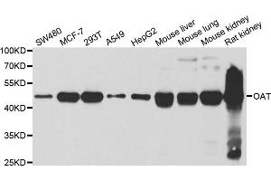 Western blot analysis of extracts of various cell lines, using OAT antibody. (OAT anticorps)
