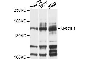 Western blot analysis of extracts of various cell lines, using NPC1L1 antibody (ABIN4904563) at 1:1000 dilution. (NPC1L1 anticorps)