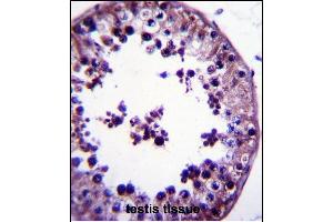 TSNAX Antibody (N-term) (ABIN657868 and ABIN2846824) immunohistochemistry analysis in formalin fixed and paraffin embedded human testis tissue followed by peroxidase conjugation of the secondary antibody and DAB staining.