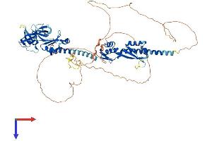 AlphaFold protein structure predicition of Human Recombinant FXR2 Protein, UniprotID P51116