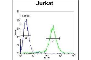 NOL9 Antibody (C-term) (ABIN1881582 and ABIN2843122) flow cytometric analysis of Jurkat cells (right histogram) compared to a negative control cell (left histogram).