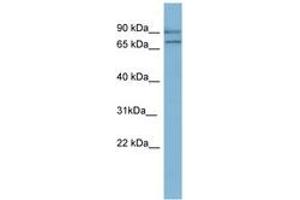 Image no. 1 for anti-Oxidation Resistance 1 (OXR1) (AA 143-192) antibody (ABIN6741727) (OXR1 anticorps  (AA 143-192))