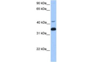 Western Blotting (WB) image for anti-Guanine Nucleotide Binding Protein (G Protein), beta Polypeptide 2 (GNB2) antibody (ABIN2463165)